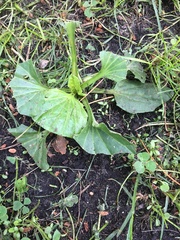 Plantago major
