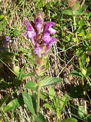 Scutellaria alpina