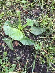 Plantago major