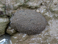 Onchidium