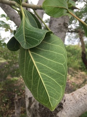 Ficus krishnae
