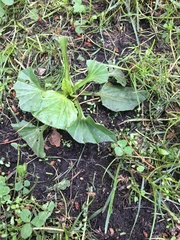 Plantago major