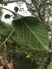 Ficus krishnae
