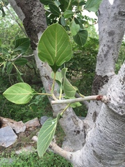 Ficus krishnae