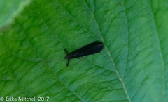 Mystacides sepulchralis