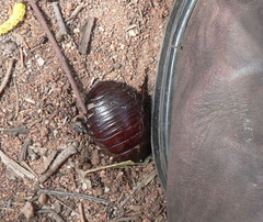 Geoscapheus dilatatus