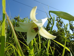 Lilium longiflorum