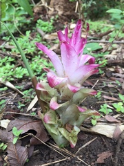 Curcuma pseudomontana