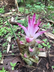 Curcuma pseudomontana