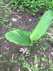 Curcuma pseudomontana