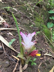 Curcuma pseudomontana