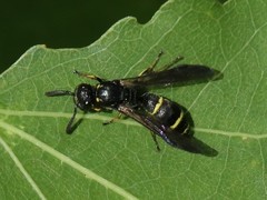 Symmorphus bifasciatus