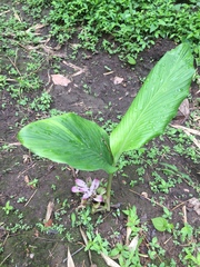 Curcuma pseudomontana