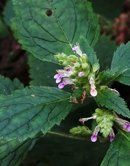Teucrium viscidum