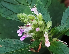 Teucrium viscidum