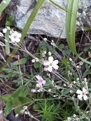 Gypsophila repens