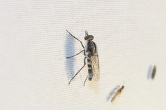 Ozodiceromyia notata
