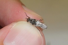 Ozodiceromyia notata