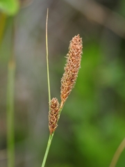 Carex scabriuscula