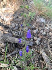 Salvia heterotricha