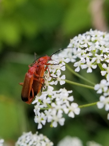 Common Red Soldier Beetle photo 3