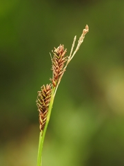 Carex luzulina