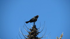 Curaeus curaeus curaeus