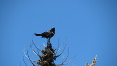 Curaeus curaeus curaeus