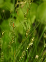 Carex echinata echinata