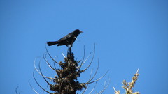 Curaeus curaeus curaeus