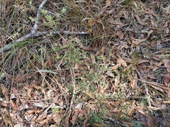 Styphelia mutica