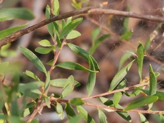 Styphelia mutica