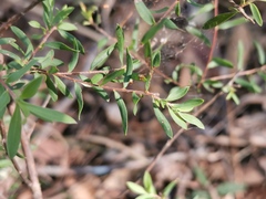 Styphelia mutica