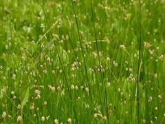 Eleocharis decumbens