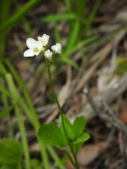 Cardamine nuttallii