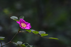 Rosa bridgesii