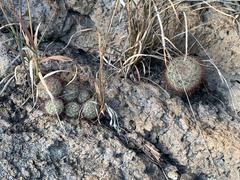 Mammillaria jaliscana jaliscana
