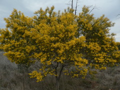Acacia bivenosa