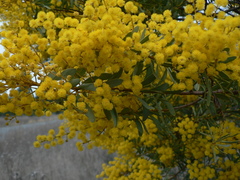 Acacia bivenosa