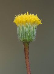 Erigeron bloomeri bloomeri