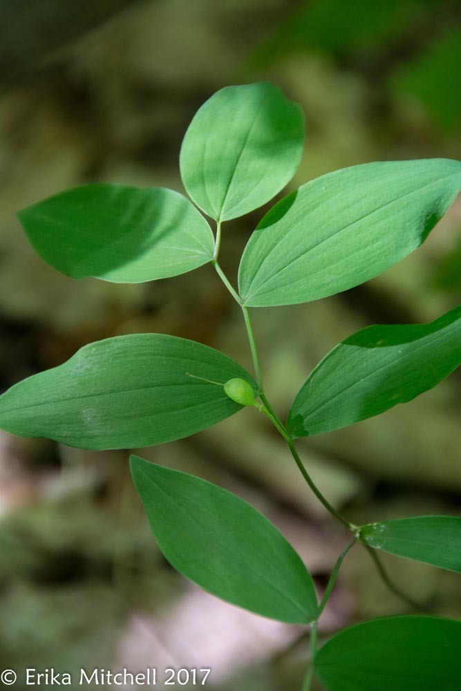 sessile bellwort (Partidgeberry, Teaberry, Wintergreens, et al ...