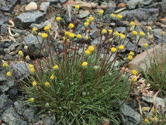 Erigeron bloomeri bloomeri