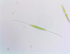 Closterium kuetzingii