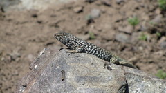 Liolaemus nigroviridis