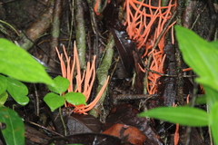 Clavulinopsis sulcata