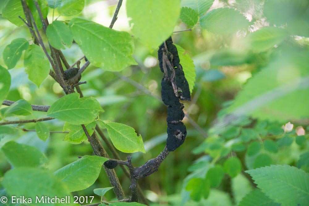 Apiosporina morbosa image