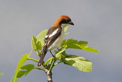 Lanius senator badius