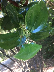 Ceanothus velutinus