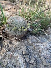 Mammillaria jaliscana jaliscana