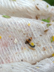 Phyllobrotica quadrimaculata